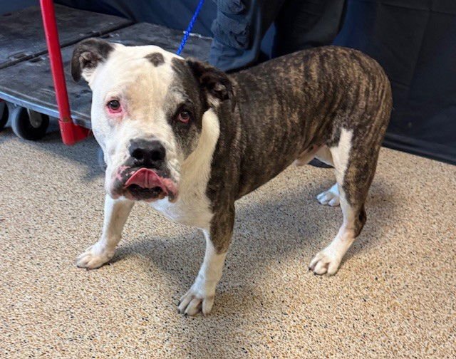 CAPATIN - American Bulldog available for adoption