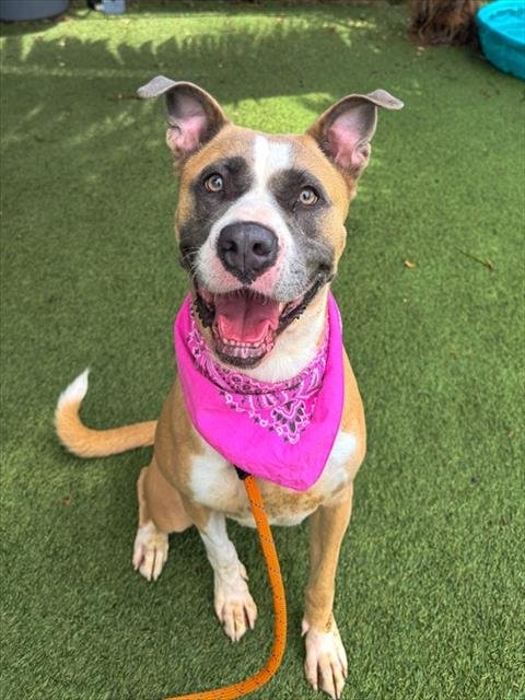 BELLA - American Pit Bull Terrier available for adoption