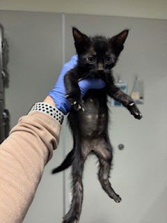 BEETHOVEN - Domestic Short Hair available for adoption