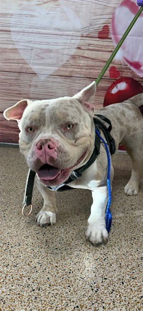 CHICO - American Bulldog available for adoption