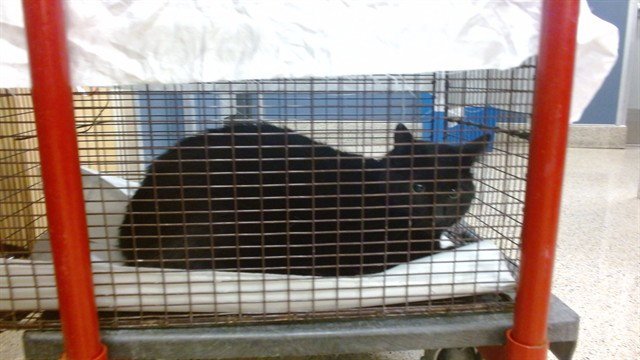 LIS Image