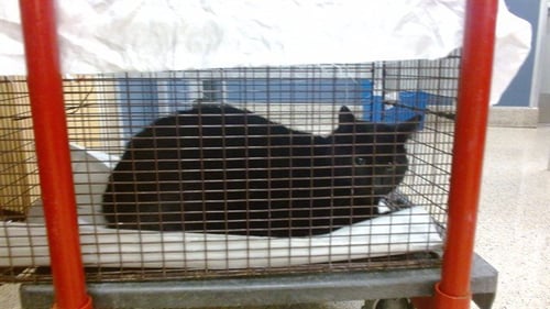 LIS - Domestic Short Hair available for adoption