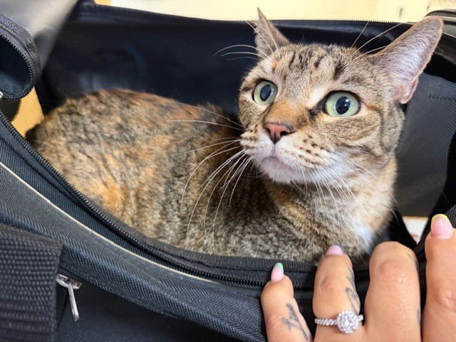 MARY - Domestic Short Hair available for adoption