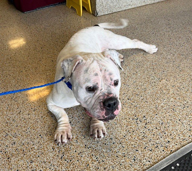 MATTHEW BRUCE - English Bulldog available for adoption