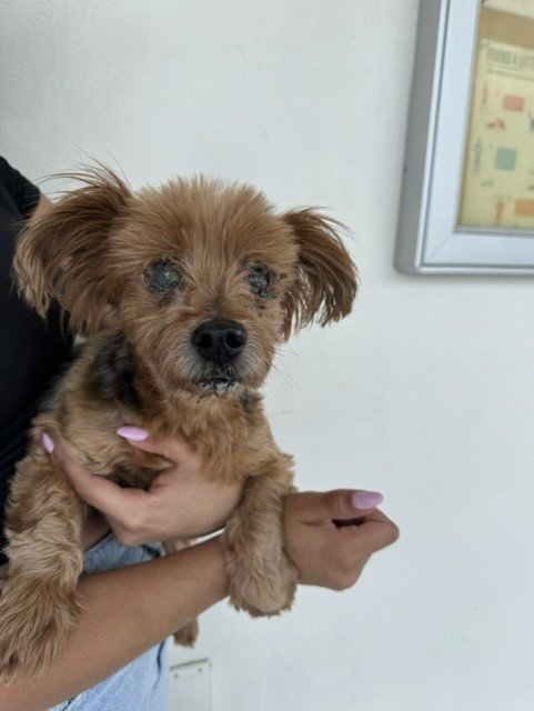 BROWNIE - Yorkshire Terrier Yorkie available for adoption