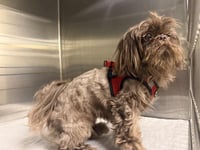 CHEWIE - Photo 1