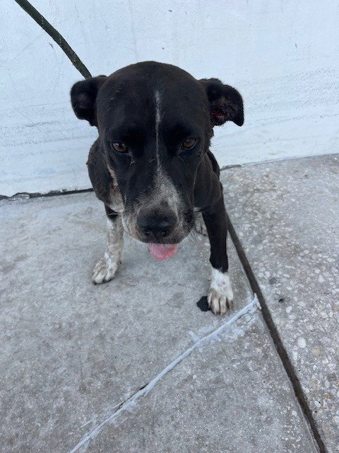 BANGO - American Bulldog available for adoption