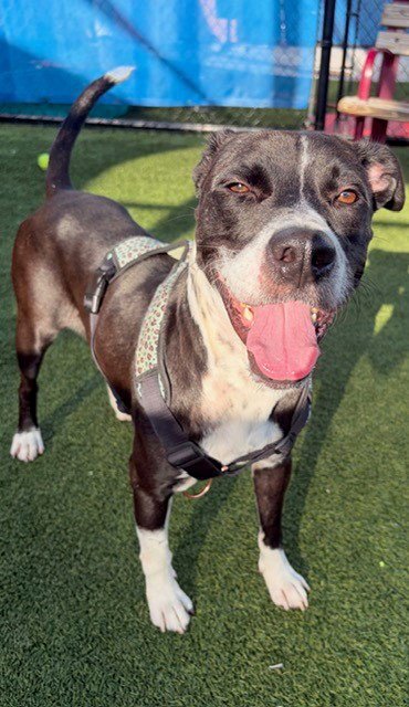 BANGO - American Bulldog available for adoption