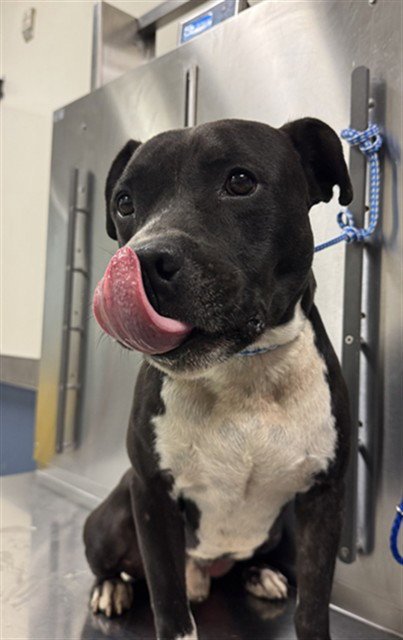 BUTLER - American Bulldog available for adoption