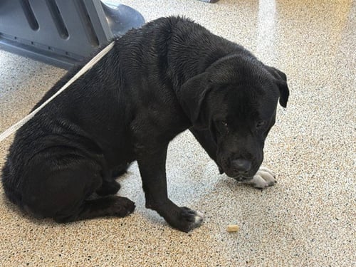 BRICE - American Bulldog / Labrador Retriever available for adoption