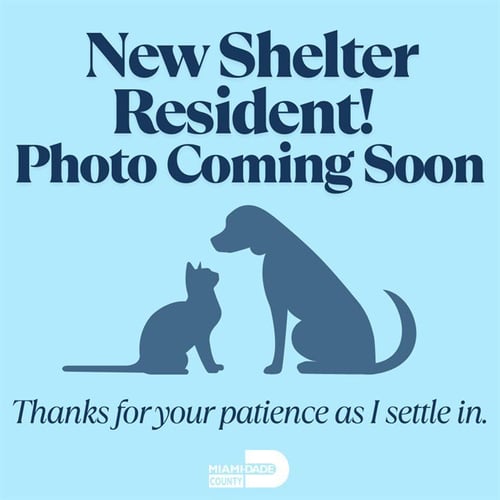 SYLVESTER - Domestic Short Hair available for adoption