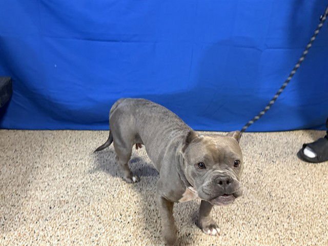 ALEXANDRA - French Bulldog available for adoption