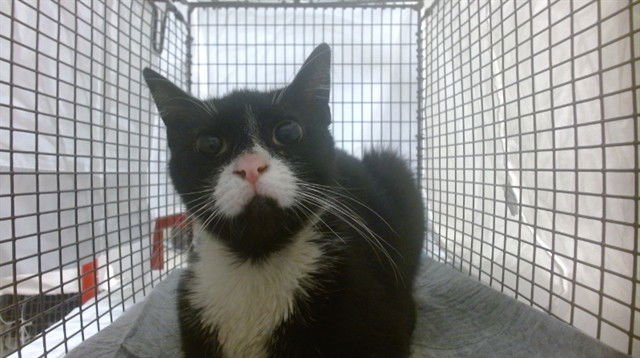 PRINCESA - Domestic Short Hair available for adoption