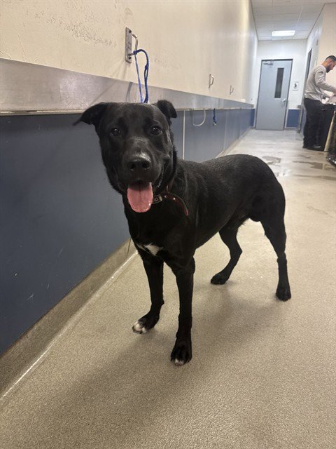 LULU - Labrador Retriever available for adoption