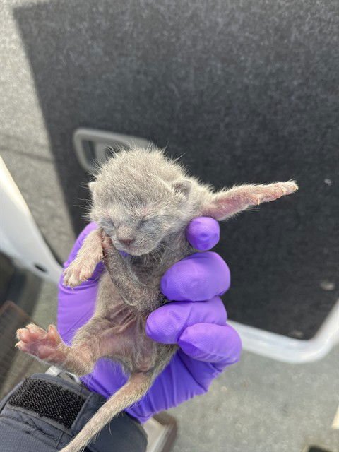 TUNA - Domestic Long Hair available for adoption