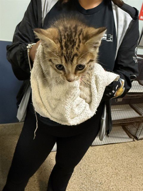 STARLIGHT - Domestic Short Hair available for adoption