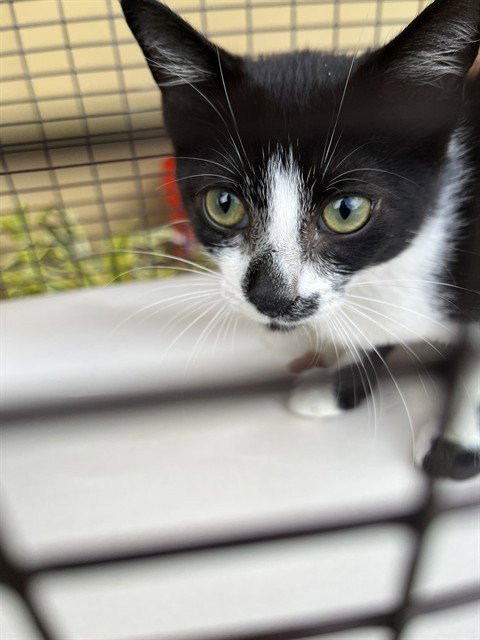 OREO - Domestic Long Hair available for adoption