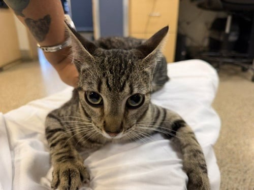 ELOWEN - Domestic Short Hair available for adoption