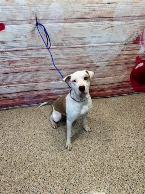 ROLEX - Pit Bull Terrier available for adoption