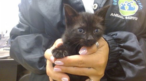 MATILDA - Domestic Short Hair available for adoption