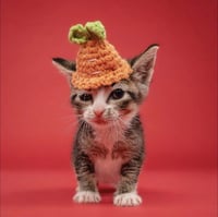 SHORTY - Photo 1