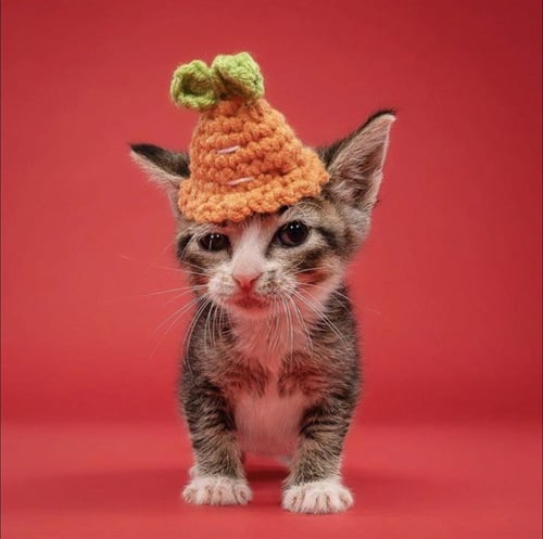 SHORTY - Domestic Short Hair available for adoption