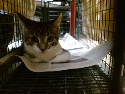 A2832486 - Domestic Long Hair available for adoption