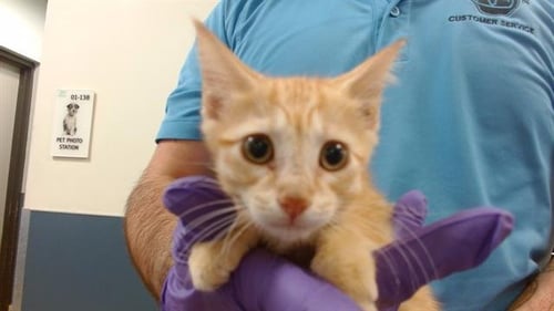 FLUFFY - Domestic Short Hair available for adoption