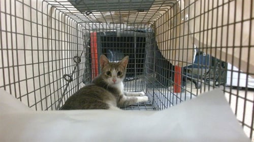 SUNNY - Domestic Short Hair available for adoption