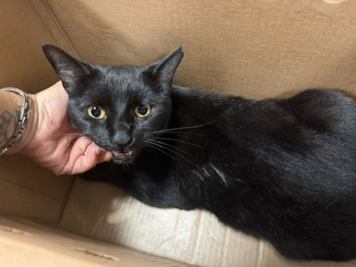 POOH - Domestic Short Hair available for adoption
