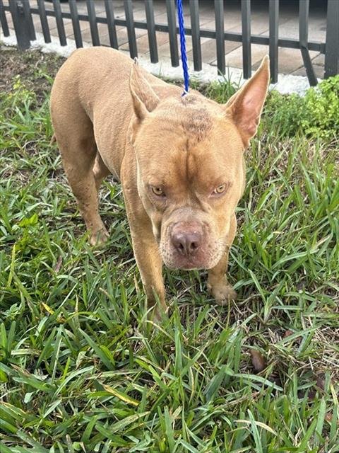 TROY - Bulldog available for adoption