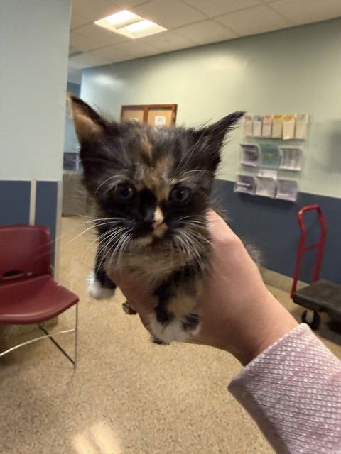 CLYPSO - Domestic Short Hair available for adoption