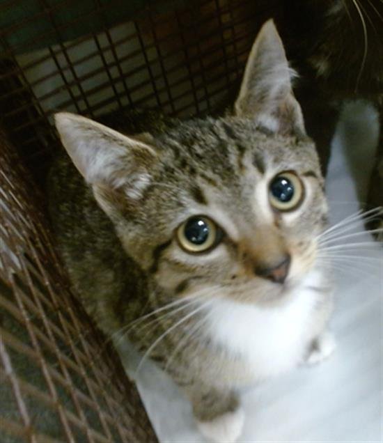 SUNDAY - Domestic Short Hair available for adoption