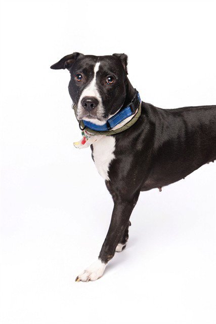 SYLVIE - American Staffordshire Terrier / Border Collie available for adoption