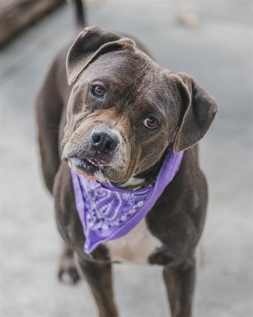JESSE - Bulldog available for adoption