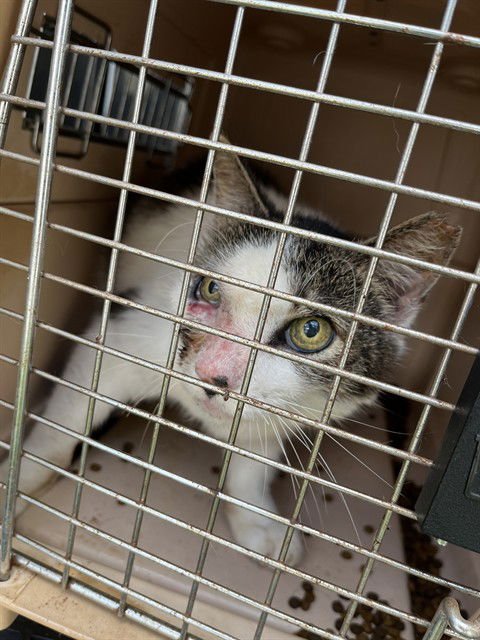 TUNA - Domestic Long Hair available for adoption