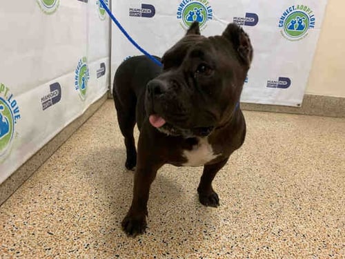 LUNA - American Bulldog available for adoption