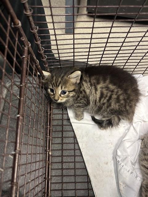 TOBBY - Domestic Short Hair available for adoption