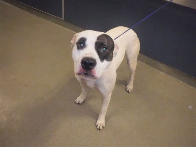 ZEUS - American Bulldog available for adoption