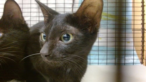 LARRY - Domestic Short Hair available for adoption
