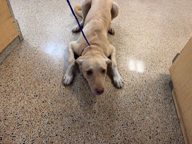 BIRCH - Labrador Retriever available for adoption