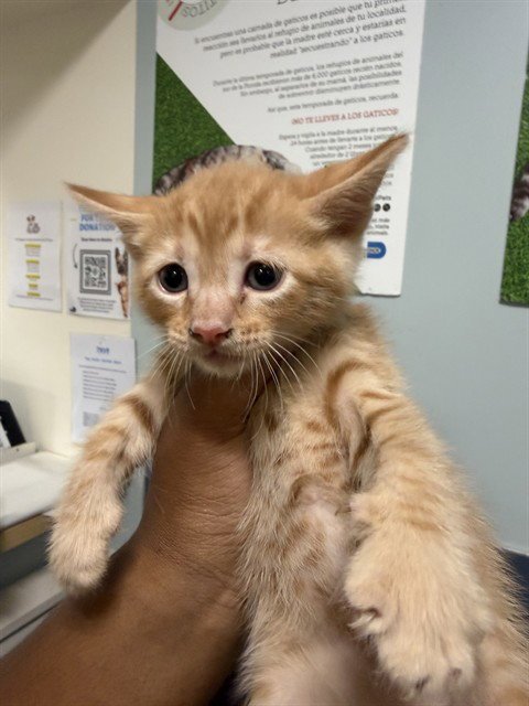 ALVIN - Domestic Short Hair available for adoption
