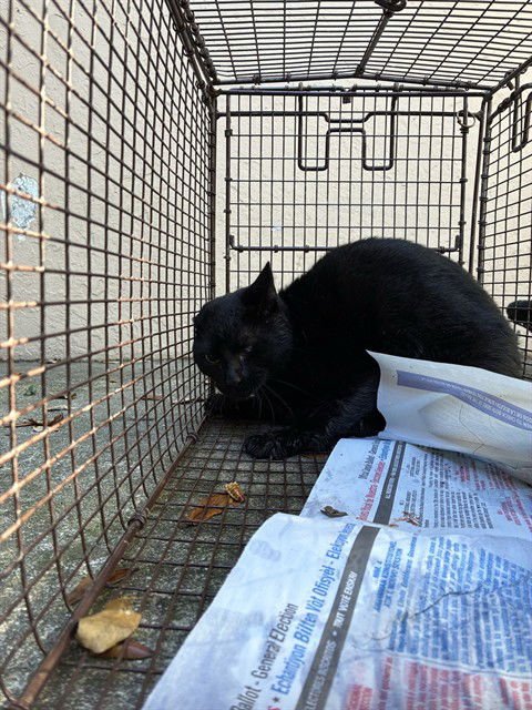 WINNIE - Domestic Short Hair available for adoption