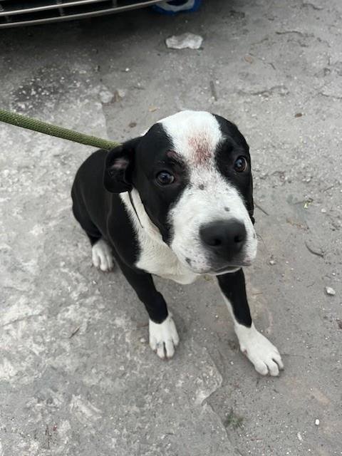 TURBO - American Pit Bull Terrier available for adoption