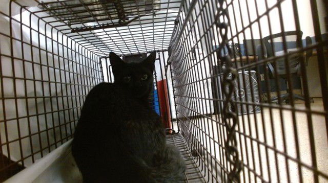 BRENDA - Domestic Short Hair available for adoption