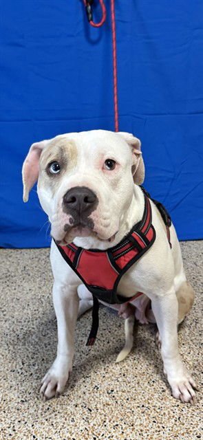 SHILI - American Bulldog available for adoption