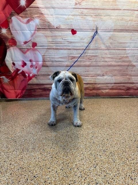 BUBBA - English Bulldog available for adoption