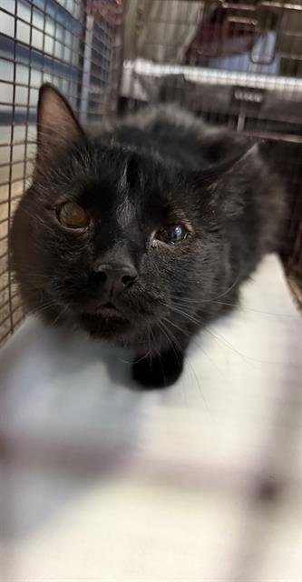 WHISKERS - Domestic Short Hair available for adoption