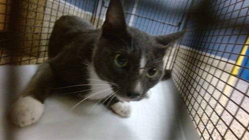 MIU - Domestic Short Hair available for adoption