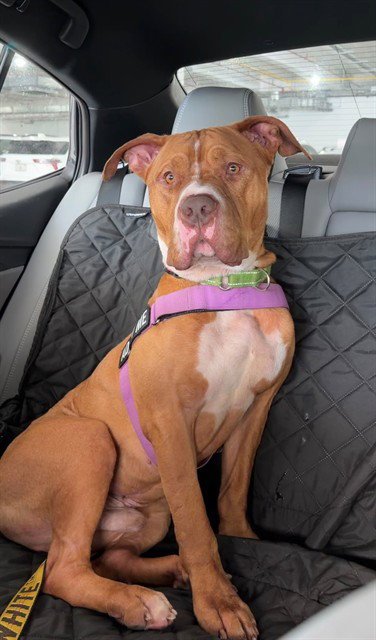 ALDEAN - American Bulldog available for adoption
